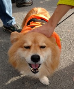 cute dog unnamed